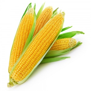 Corn - FA0341