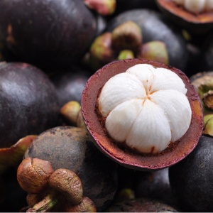 Mangosteen - FA0437