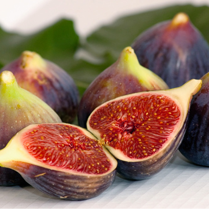 Fig Fresh - FA0402