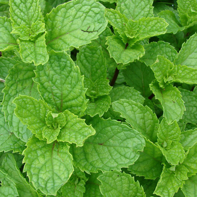 Spearmint - FA0593