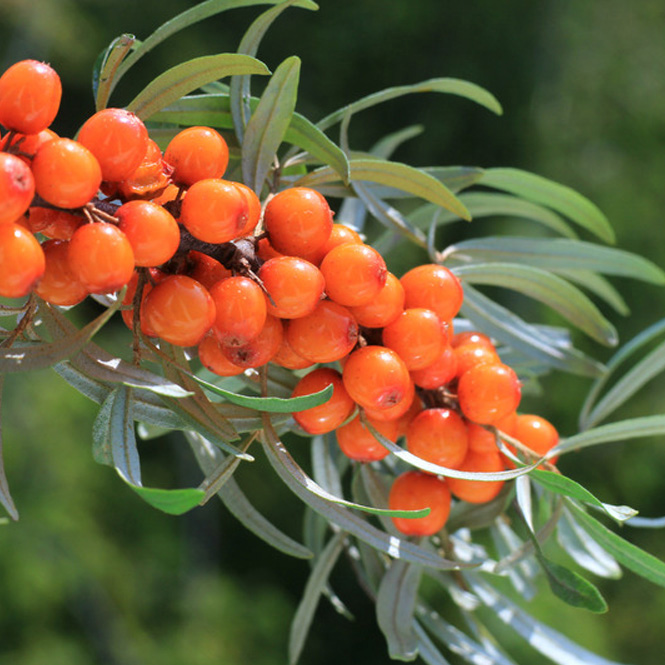 Sea Buckthorn - FA1867