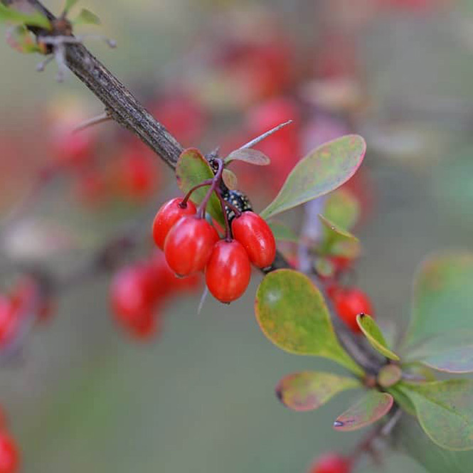 Berberis - FA1886